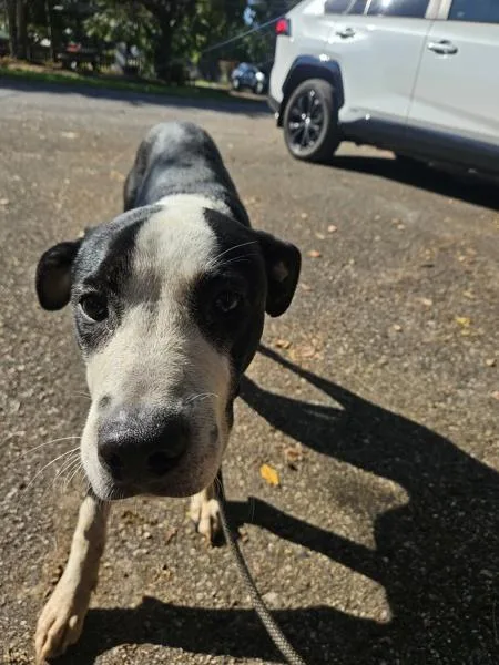 An adult large-sized male Mixed Breed dog named Rico for adoption in Mobile, AL