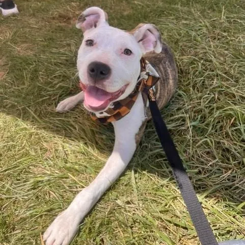 A baby medium-sized female Brown / Chocolate American Staffordshire Terrier dog named Happy for adoption in Lambertville, NJ