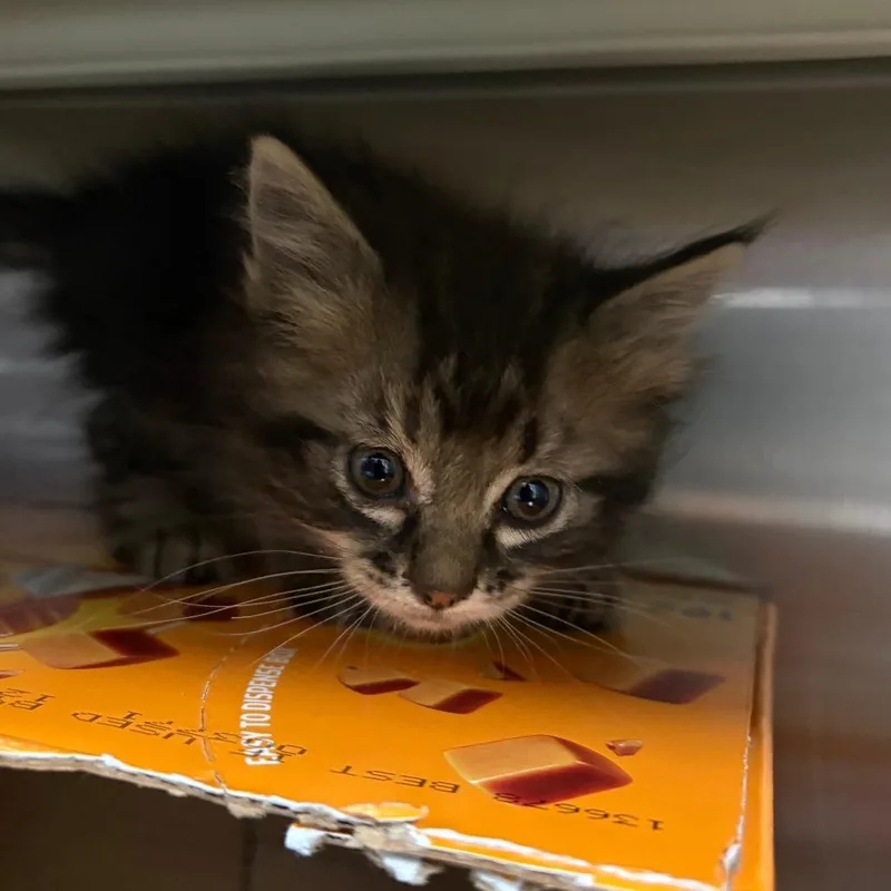 A baby small-sized female Gray / Blue / Silver Domestic Long Hair cat named Smudge for adoption in Taos, NM