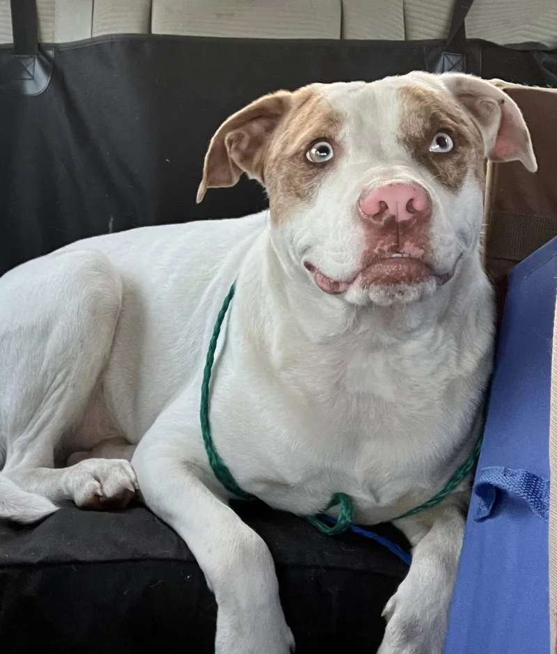 A young large-sized male White / Cream Catahoula Leopard Dog dog named Bluey for adoption in Shreveport, LA