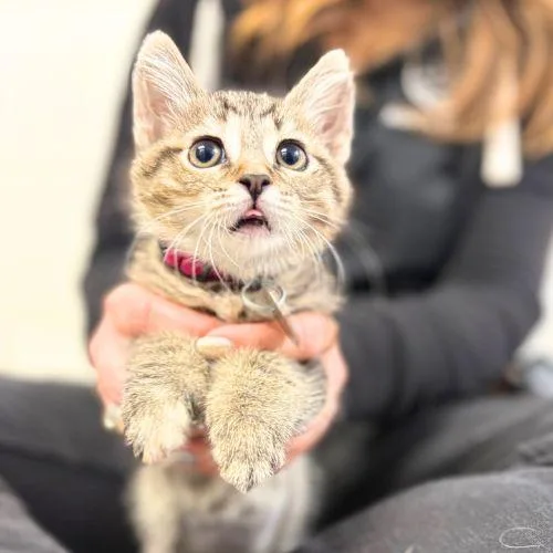 A baby small-sized female Domestic Short Hair cat named Tabby for adoption in Aurora, CO