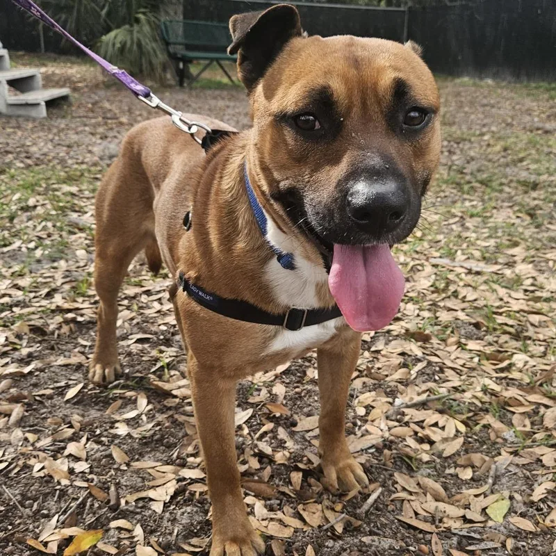 An adult medium-sized male Mixed Breed dog named Orange Juice for adoption in Gainesville, FL