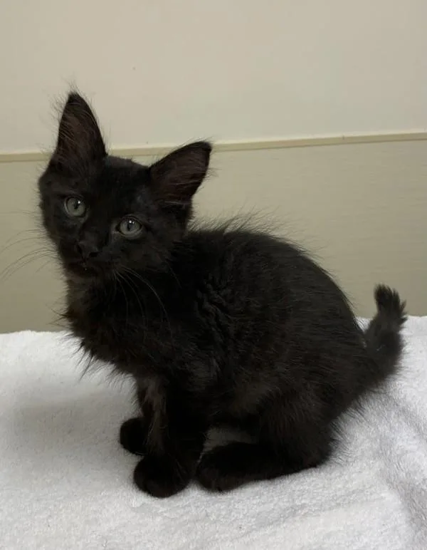 A baby small-sized male Domestic Short Hair cat named Huey for adoption in Santa Rosa, CA