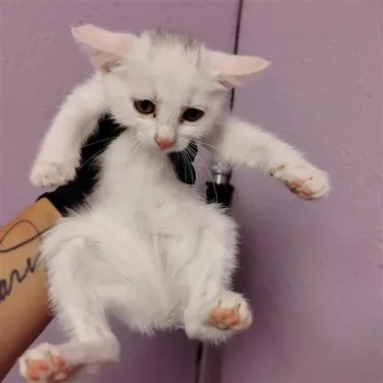 A baby small-sized female White Domestic Medium Hair cat named 61804045 for adoption in El Paso, TX