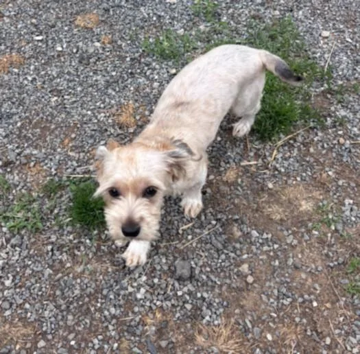 A young small-sized male Shih Tzu dog named Tamagotchi for adoption in Hagerstown, MD