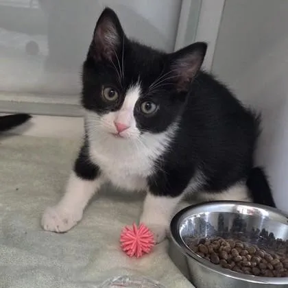 A baby small-sized male Domestic Short Hair cat named Buzz for adoption in Voorhees, NJ