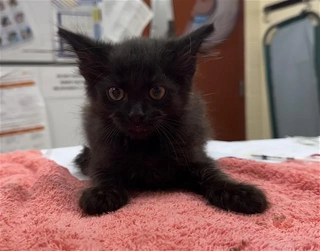 A baby small-sized male Domestic Short Hair cat named Salem for adoption in Aliquippa, PA