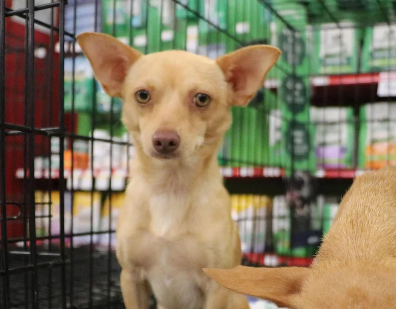 A young small-sized male Yellow / Tan / Blond / Fawn Chihuahua dog named Wilder for adoption in Pflugerville, TX