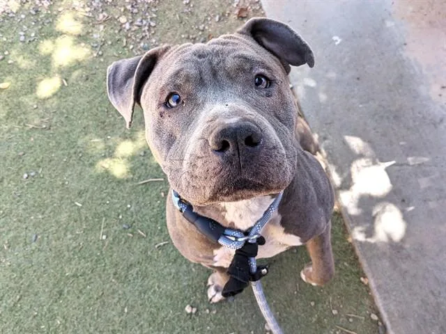A young large-sized female Pit Bull Terrier dog named Hunny for adoption in Phoenix, AZ
