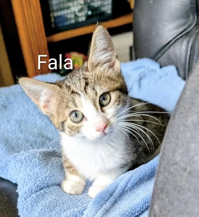 A baby small-sized female Tortoiseshell Domestic Short Hair cat named Issi And Fala for adoption in Elyria, OH