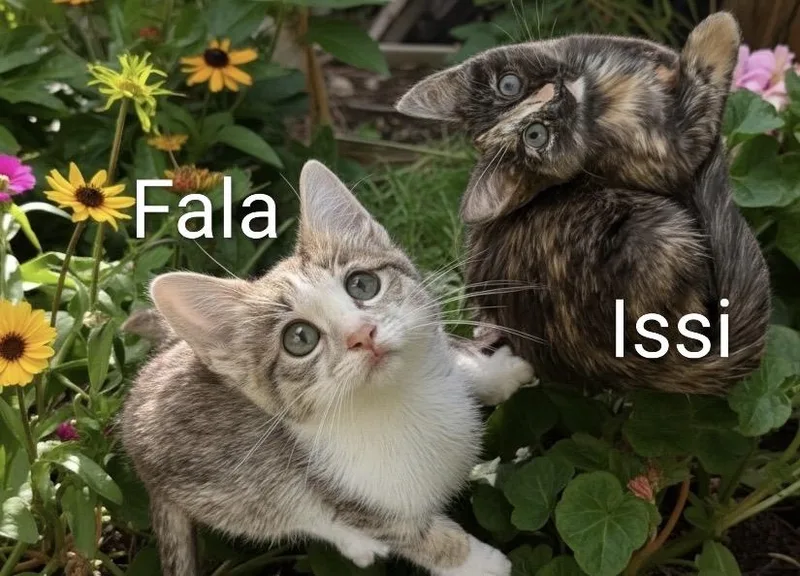Issi And Fala thumbnail 3