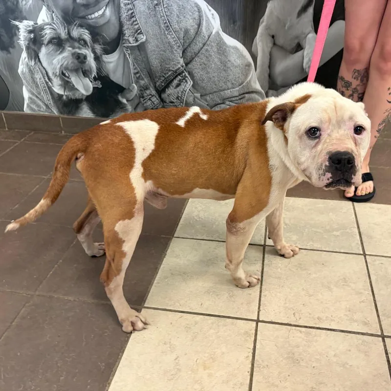 A senior large-sized male Yellow / Tan / Blond / Fawn Mixed Breed dog named Straymarinostreet for adoption in Columbus, GA