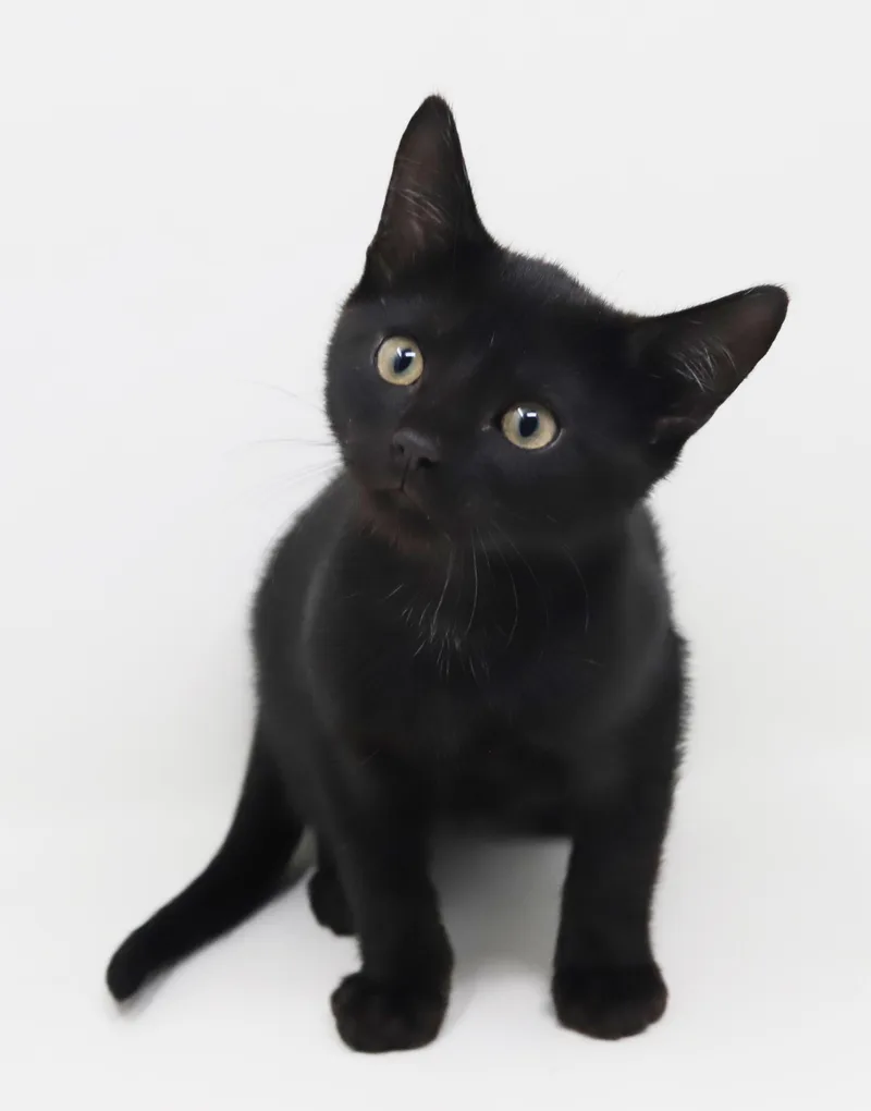 Cosmo Is The Ultimate thumbnail 2