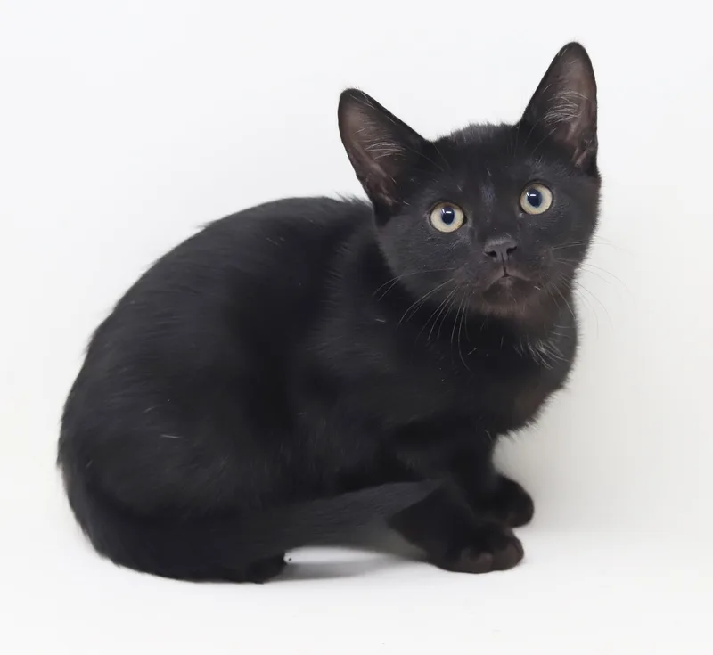 Cosmo Is The Ultimate thumbnail 3