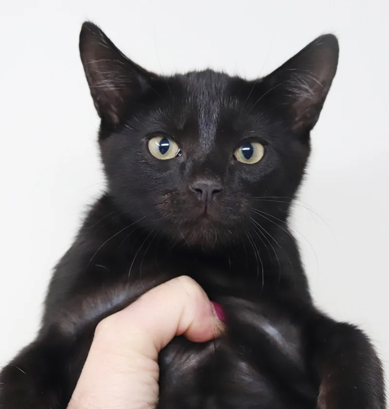 Cosmo Is The Ultimate thumbnail 4