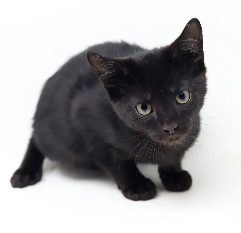 Cosmo Is The Ultimate thumbnail 5