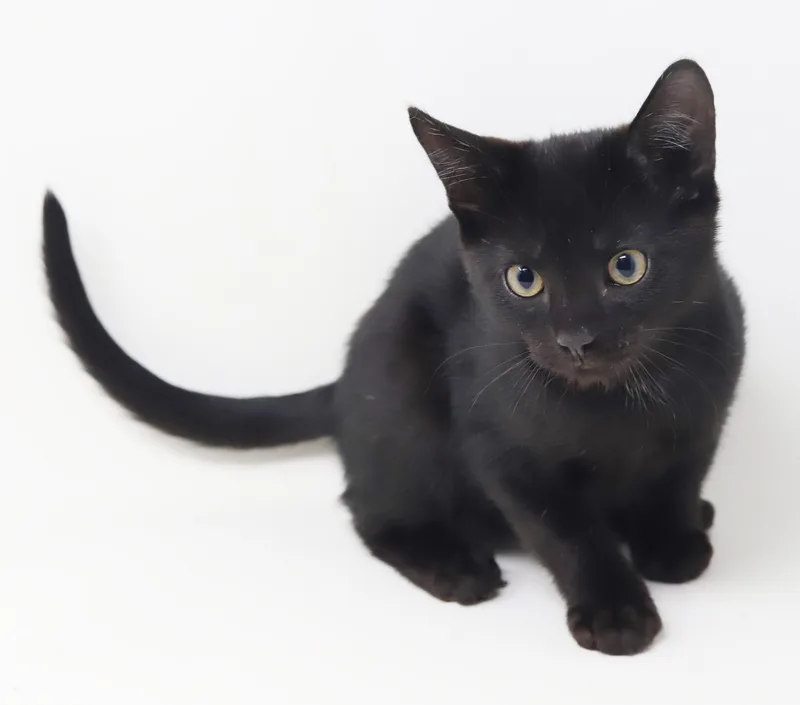 Cosmo Is The Ultimate thumbnail 6