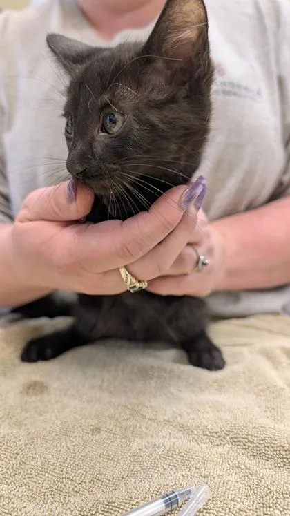 A baby small-sized female Domestic Short Hair cat named Pinky for adoption in Independence, MO