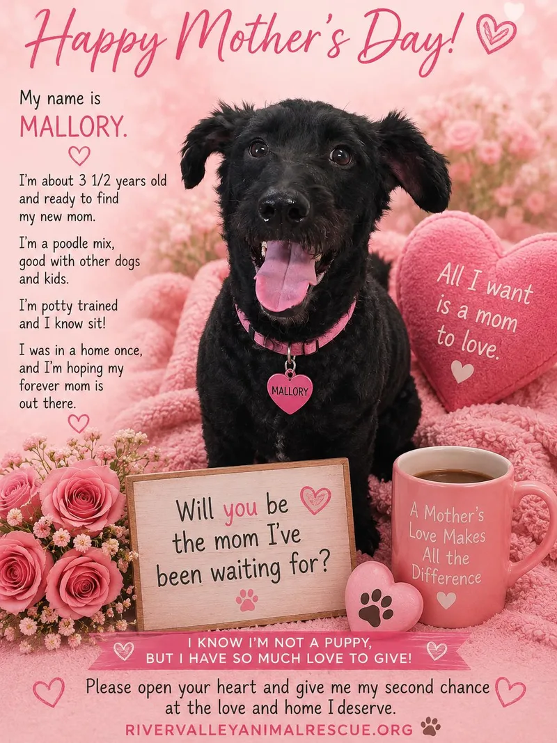 A young medium-sized female Black Poodle dog named Mallory for adoption in Momence, IL
