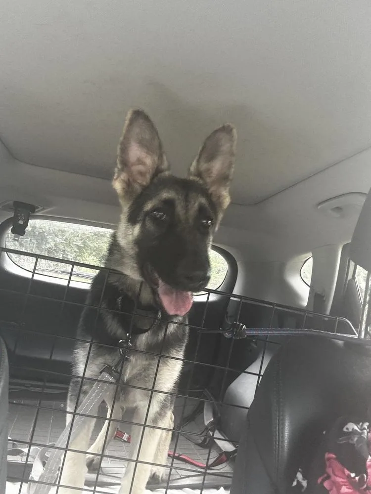 A baby small-sized female Gray / Blue / Silver German Shepherd Dog dog named Wrenley for adoption in Sealy, TX