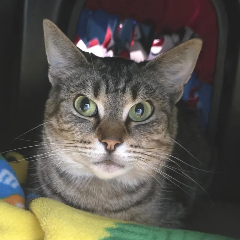 An adult medium-sized female Brown / Chocolate Domestic Short Hair cat named Riyah for adoption in Fort Wayne, IN