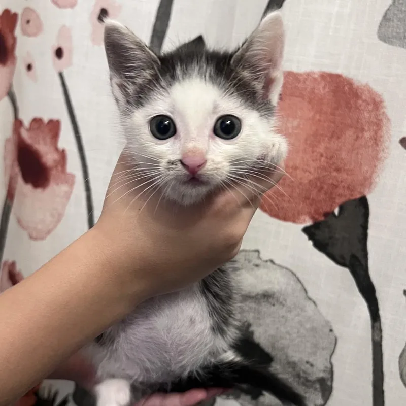 A baby small-sized female Domestic Short Hair cat named Kitchen Aid for adoption in Chesapeake, VA