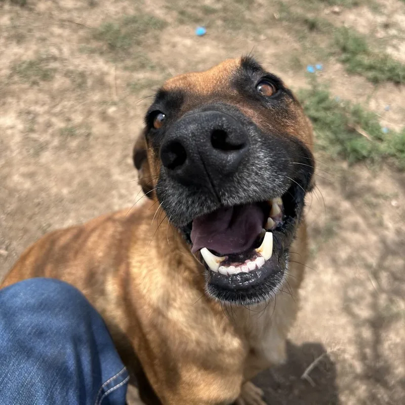 An adult medium-sized male Yellow / Tan / Blond / Fawn Mixed Breed dog named Cody for adoption in Flagstaff, AZ