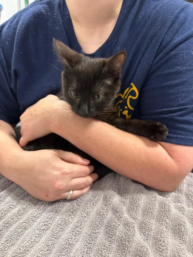A baby medium-sized female Domestic Short Hair cat named Hennessy PA for adoption in Denham Springs, LA