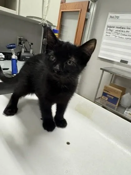 A baby small-sized female Domestic Short Hair cat named Rubi for adoption in Pequot Lakes, MN