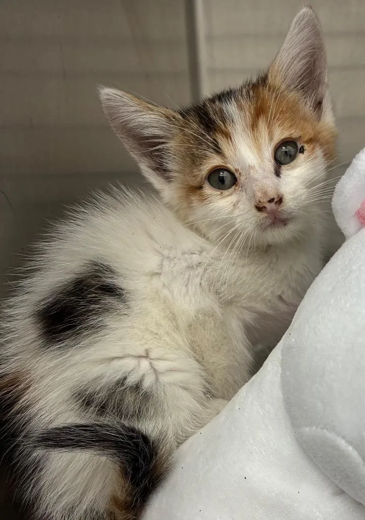 A baby small-sized female Domestic Short Hair cat named Princess for adoption in Hartsville, SC