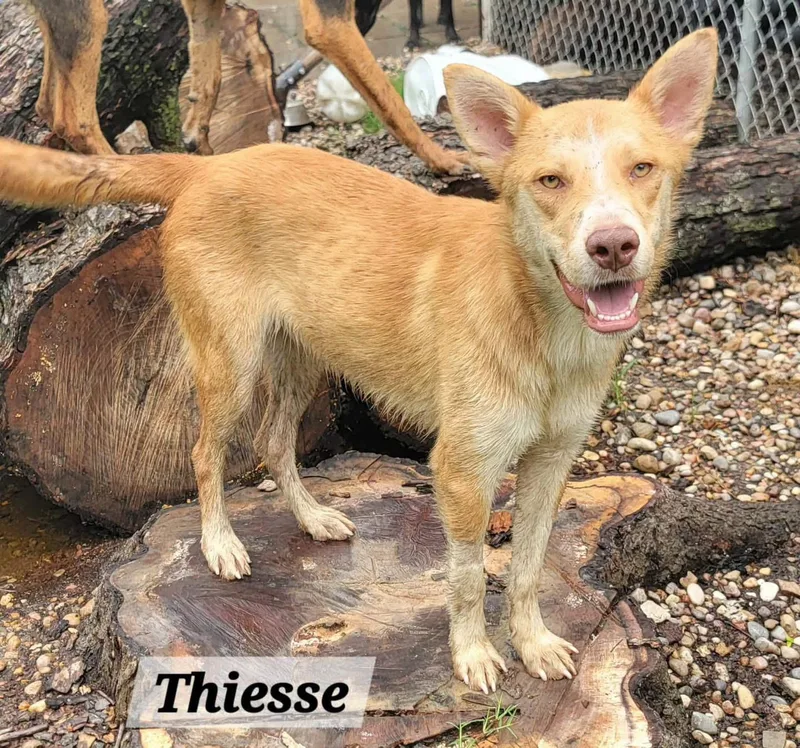 A young medium-sized male Apricot / Beige Mixed Breed dog named Thiesse for adoption in New Rochelle, NY