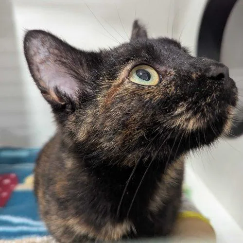 An adult medium-sized female Tortoiseshell Domestic Short Hair cat named Lydia for adoption in Seven Valleys, PA