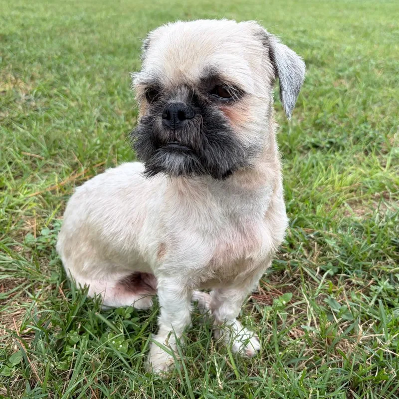 An adult small-sized male Yellow / Tan / Blond / Fawn Shih Tzu dog named Zach Trooper for adoption in Houston, TX