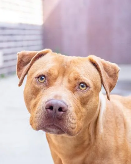 An adult large-sized male Mixed Breed dog named Ponzu for adoption in Chamblee, GA