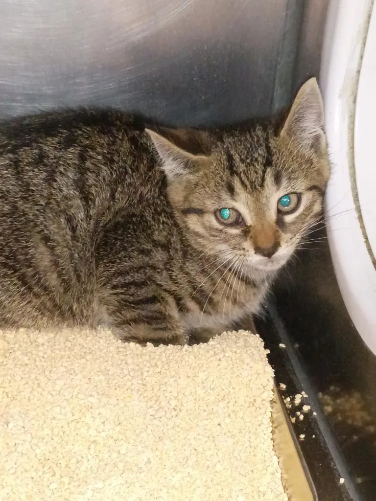 A baby small-sized male Domestic Short Hair cat named Jack for adoption in Angola, IN