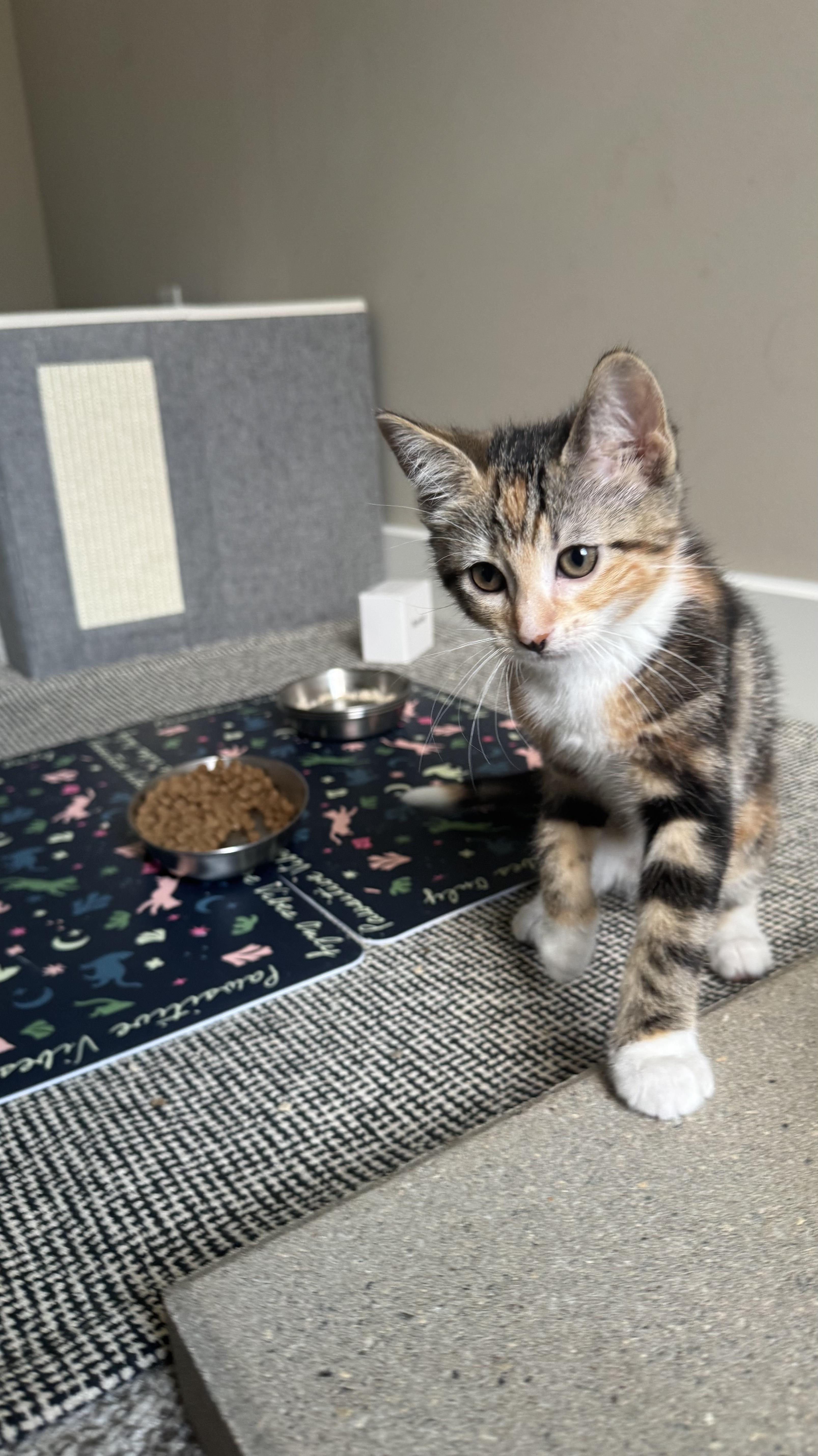 A baby medium-sized female Torbie Domestic Short Hair cat named Peach for adoption in Farmington, MN