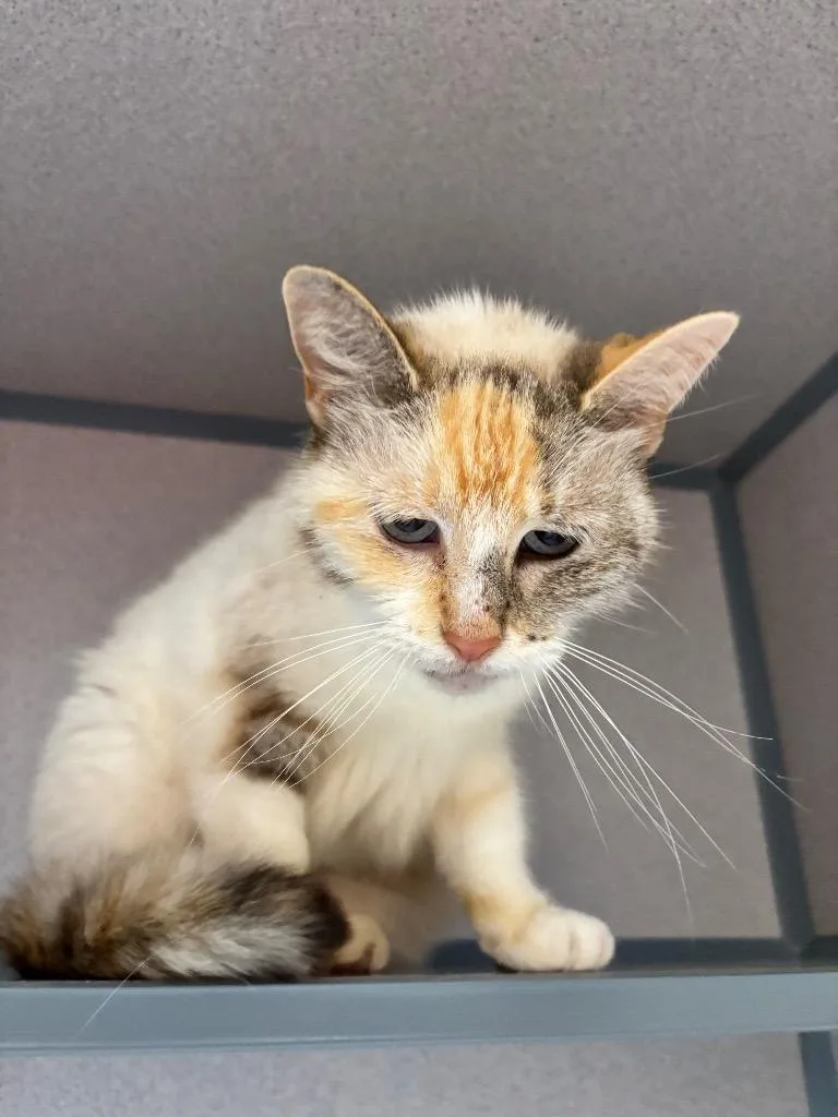 A young large-sized female Domestic Short Hair cat named Clarissa for adoption in Liverpool, NY