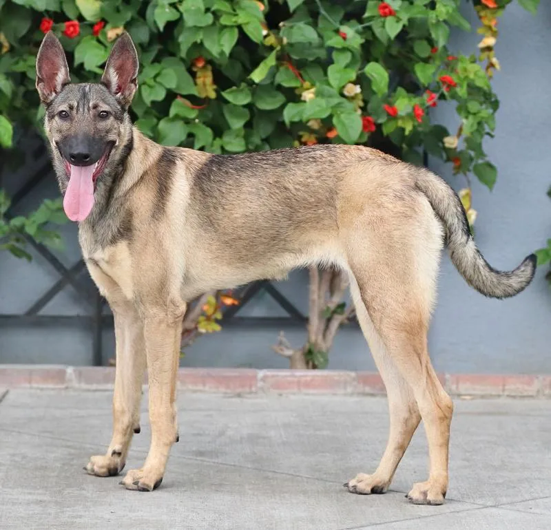 A young large-sized female Sable German Shepherd Dog dog named Mabel von Miesitz for adoption in Los Angeles, CA