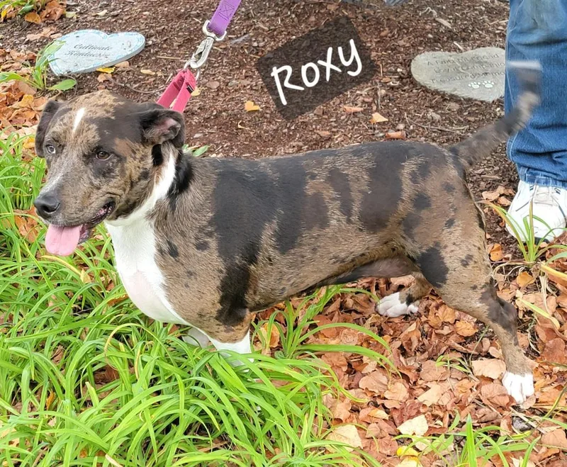 A young medium-sized female Australian Cattle Dog / Blue Heeler dog named Roxy for adoption in Prince Frederick, MD
