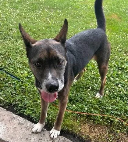 An adult large-sized male Shepherd dog named Luca for adoption in Cumberland, MD