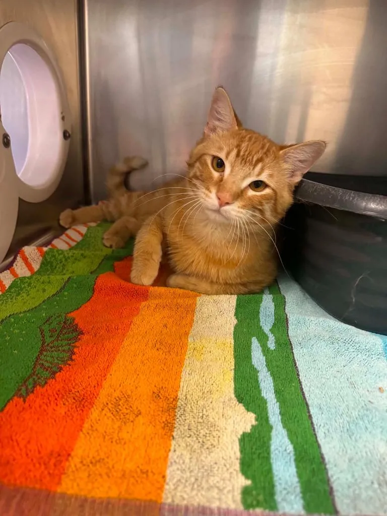 A young medium-sized male Domestic Medium Hair cat named Sarge for adoption in Boone, IA