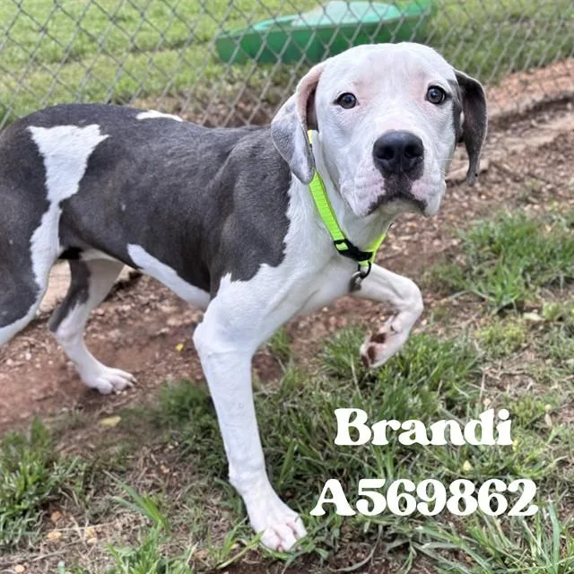 A young medium-sized female American Bulldog dog named Brandi for adoption in Huntsville, AL