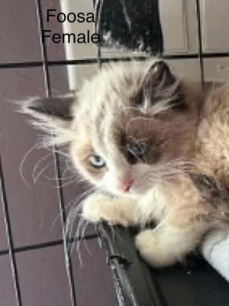 A baby medium-sized female Buff & White Domestic Medium Hair cat named Foosa for adoption in Tehachapi, CA