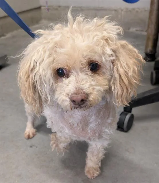 An adult small-sized female Poodle dog named Marylou for adoption in Camarillo, CA