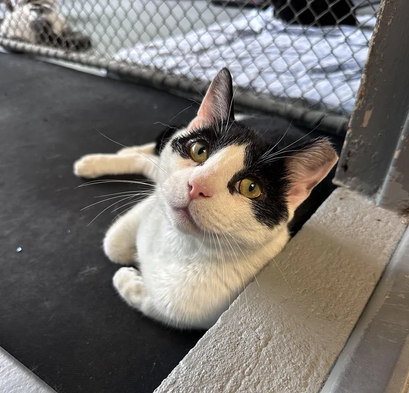 An adult medium-sized male Black & White / Tuxedo Domestic Short Hair cat named Chalamet for adoption in East Northport, NY