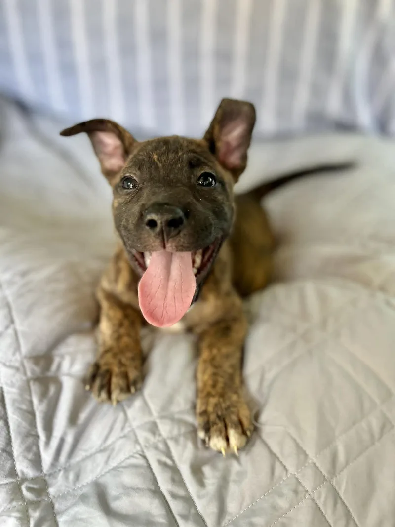 A baby medium-sized female Brindle Plott Hound dog named Kira for adoption in Gulfport, MS