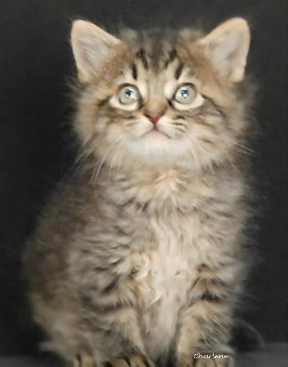 A baby medium-sized male Tabby (Brown / Chocolate) Tabby cat named Fizz for adoption in Newland, NC