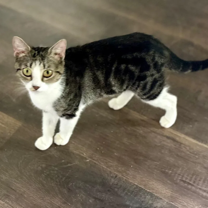 A young small-sized female Gray / Blue / Silver Domestic Short Hair cat named Hazelnut for adoption in Brownsboro, AL