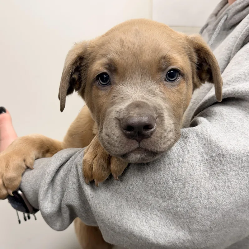 A baby medium-sized male American Staffordshire Terrier dog named Sourdough for adoption in Henderson, NV