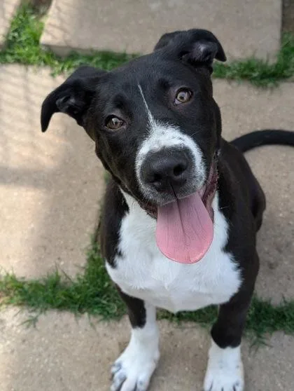 An adult large-sized male Pit Bull Terrier dog named Stetson for adoption in Mansfield, TX
